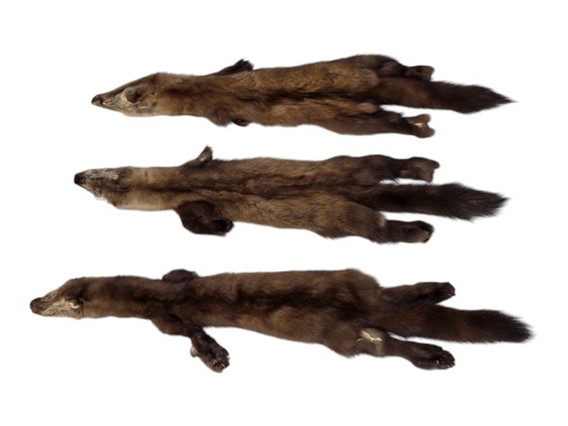 Marten Fur Pelts