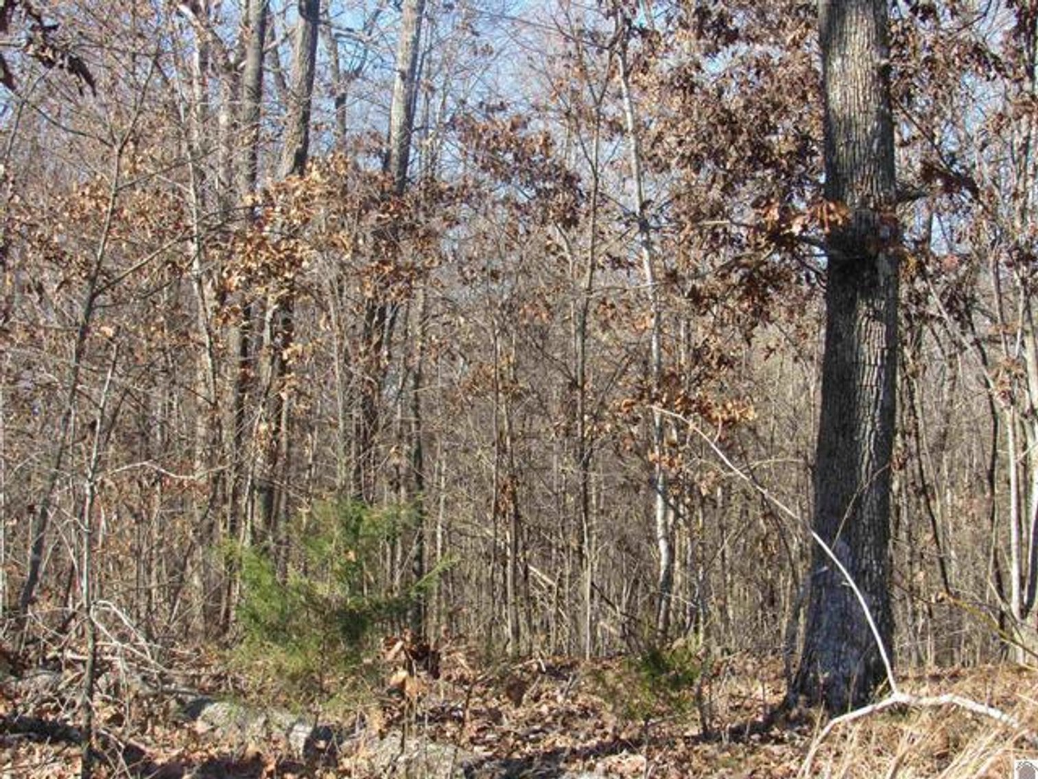 Image for 00 Cardwell Lane Cadiz, KY 42211