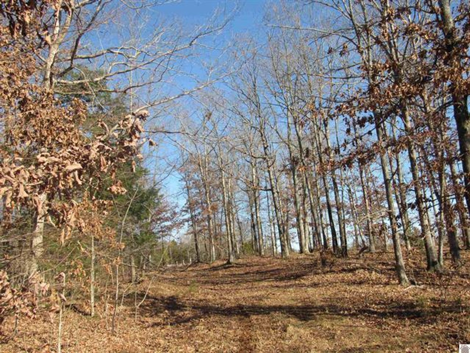 Image for 00 Cardwell Lane Cadiz, KY 42211