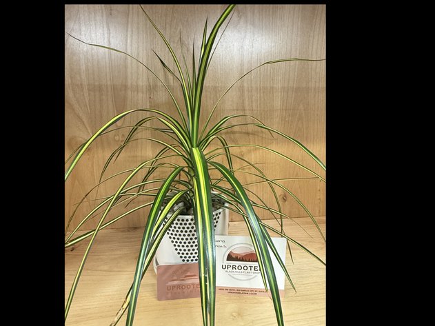 Image for Rooted & Relaxed
