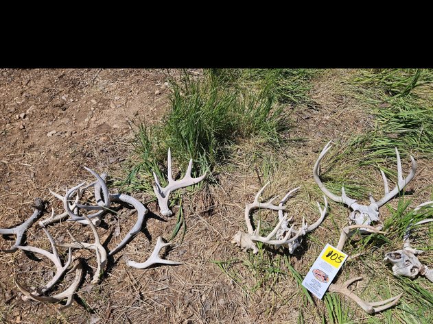Image for Sheds/ skulls