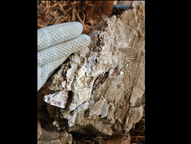 Image for Antique cans/ unique rocks