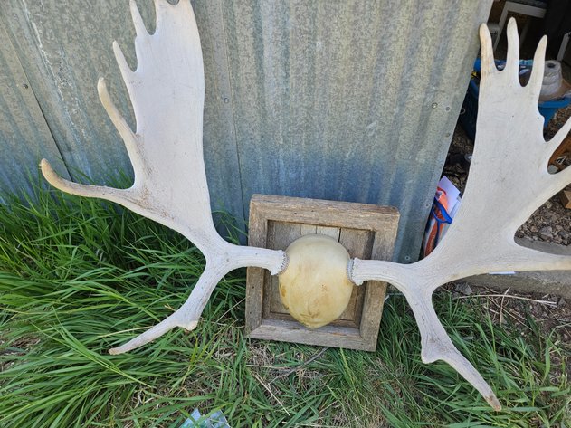 Image for Moose  mount