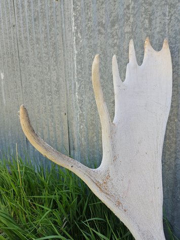 Image for Moose  mount
