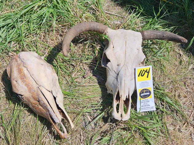 Image for Cow heads