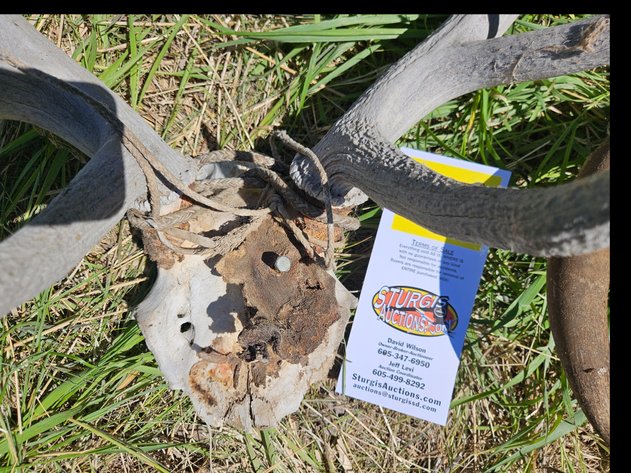 Image for Cow heads