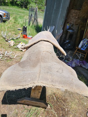 Image for Saddle blankets