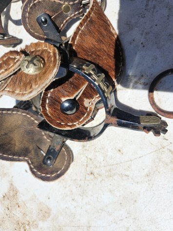 Image for Horse