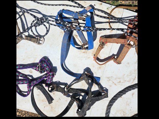 Image for Horse