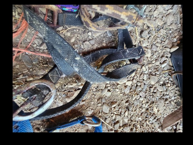 Image for Harnesses