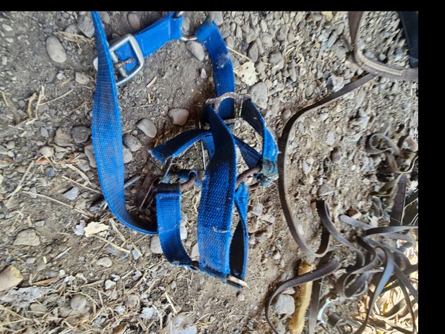 Image for Harnesses