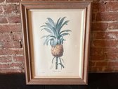 "Bromelia Ananas" Limited Edition Print By Pierre Joseph Redoute