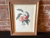 " Pierre A Fruits Lisses" Limited Edition Print By Pierre Joseph Redoute