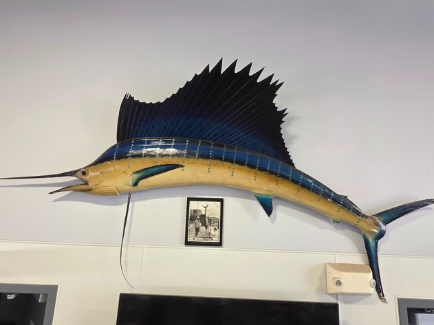 Image for Sailfish Taxidermy Mount With Photo