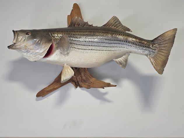 Image for Taxidermy Striped Bass On Driftwood Base