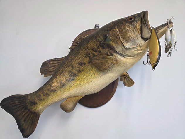 Image for Taxidermy Largemouth Bass With Lures