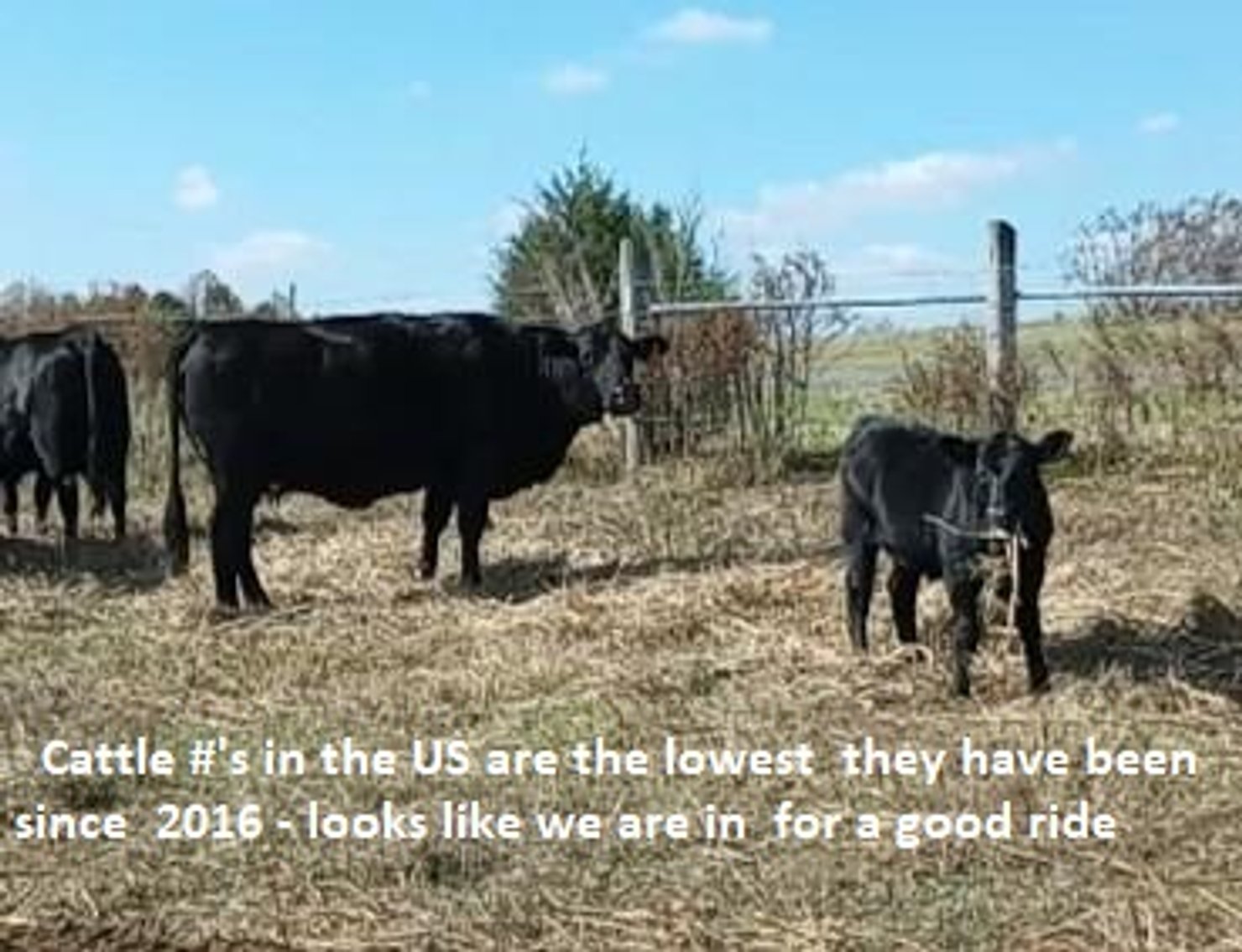 Image for CATTLE AUCTION