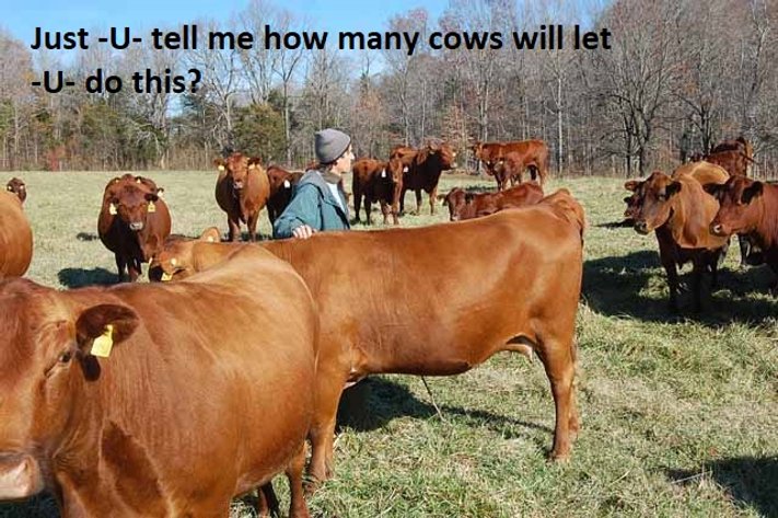 CATTLE AUCTION