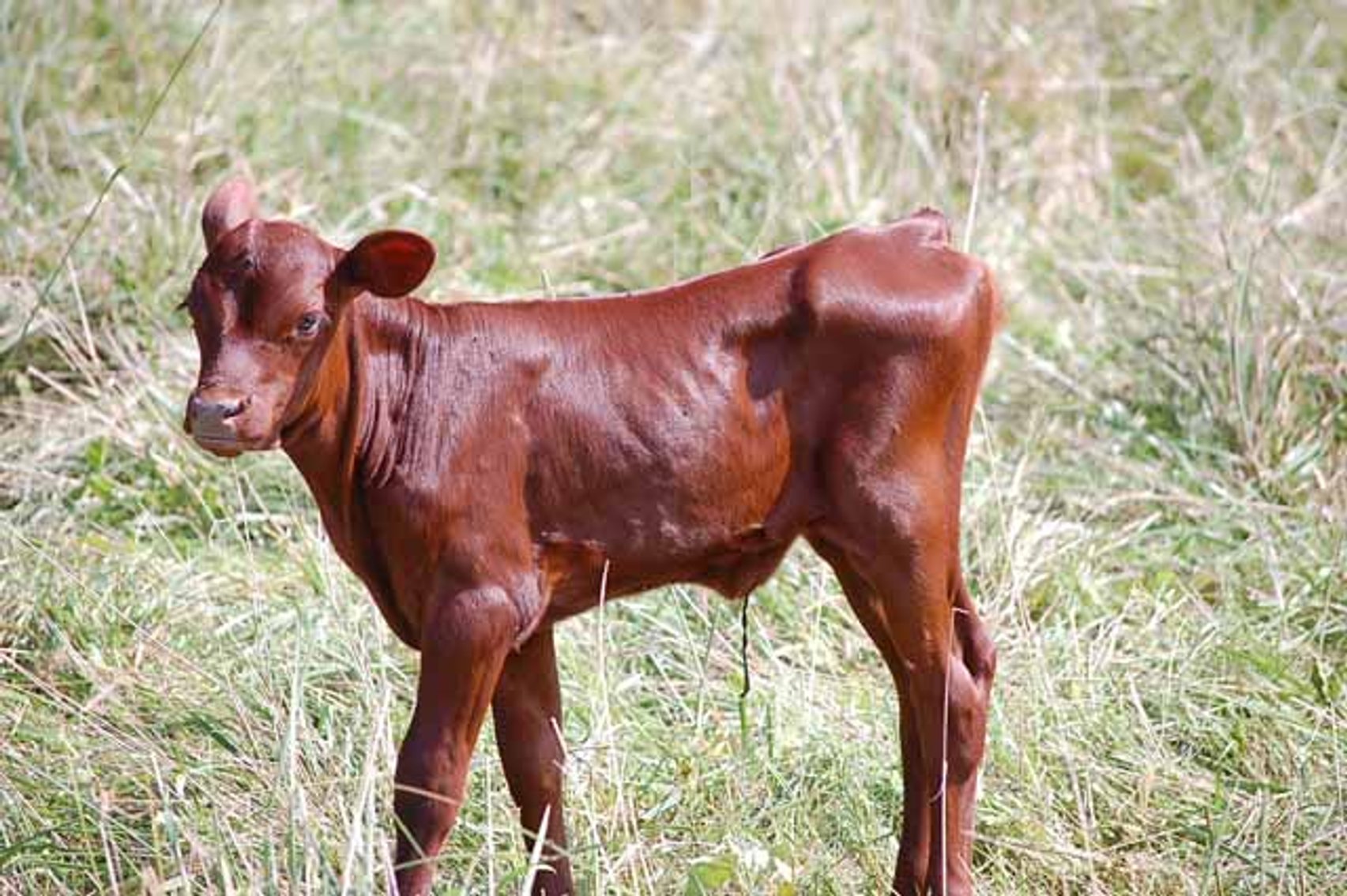 Image for CATTLE AUCTION