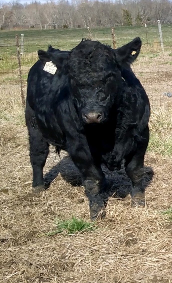 Image for CATTLE AUCTION