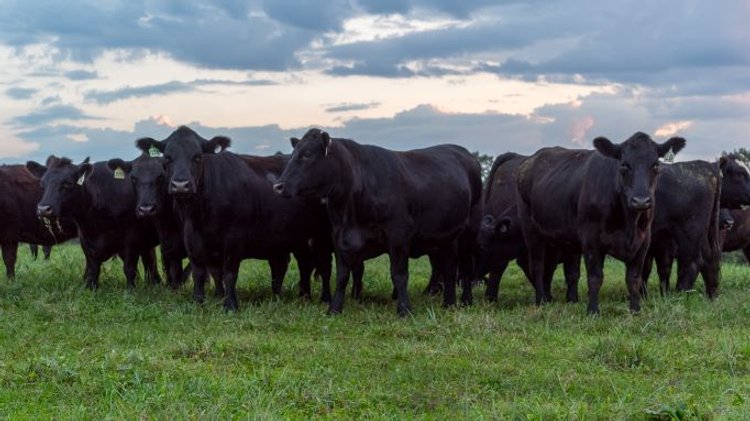 CATTLE AUCTION