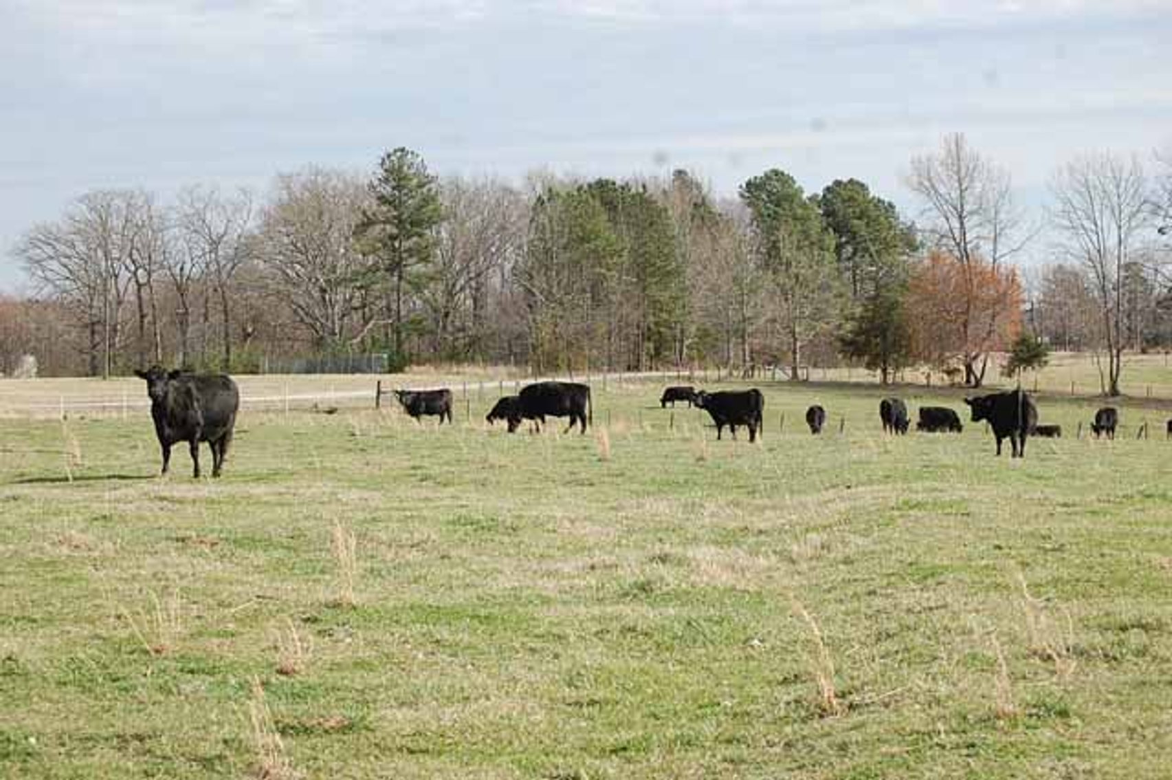 Image for Cattle Auction - Complete Herd Dispersal - Charles Lynch