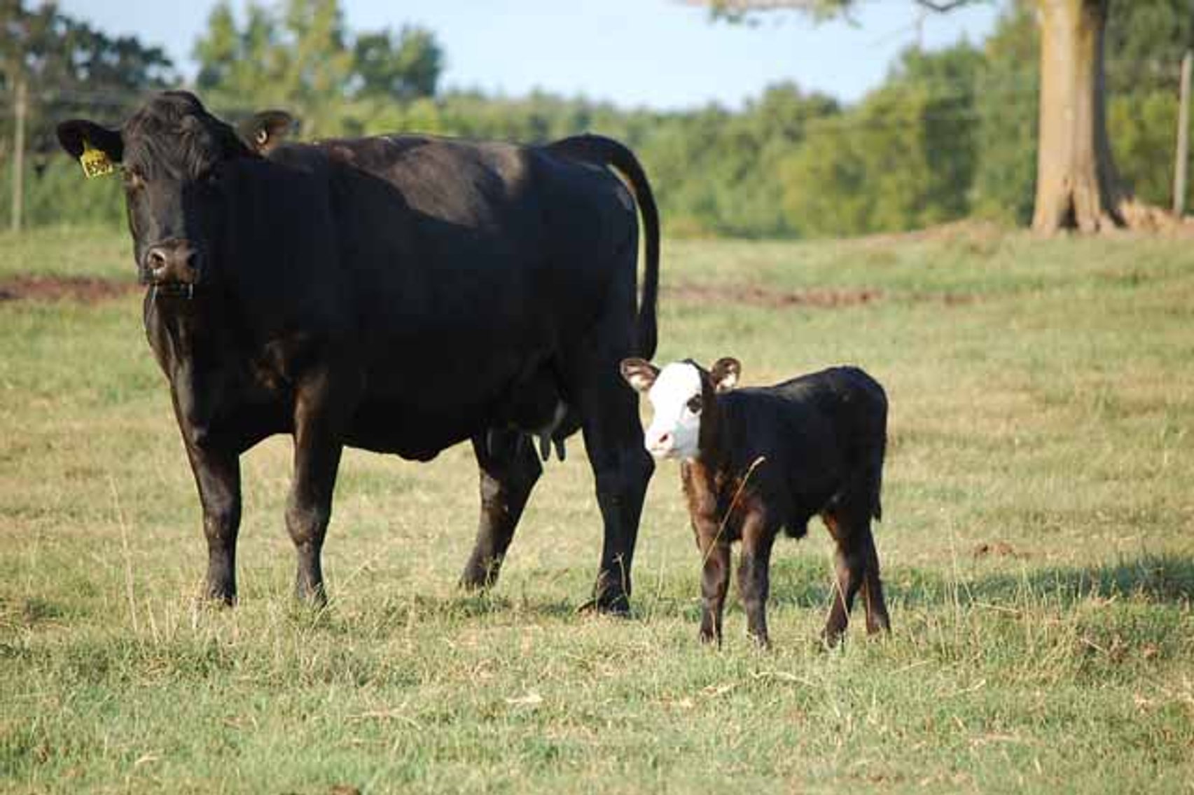 Image for Complete Cattle Dispersal - Sam Daneil - Fox Run Farm