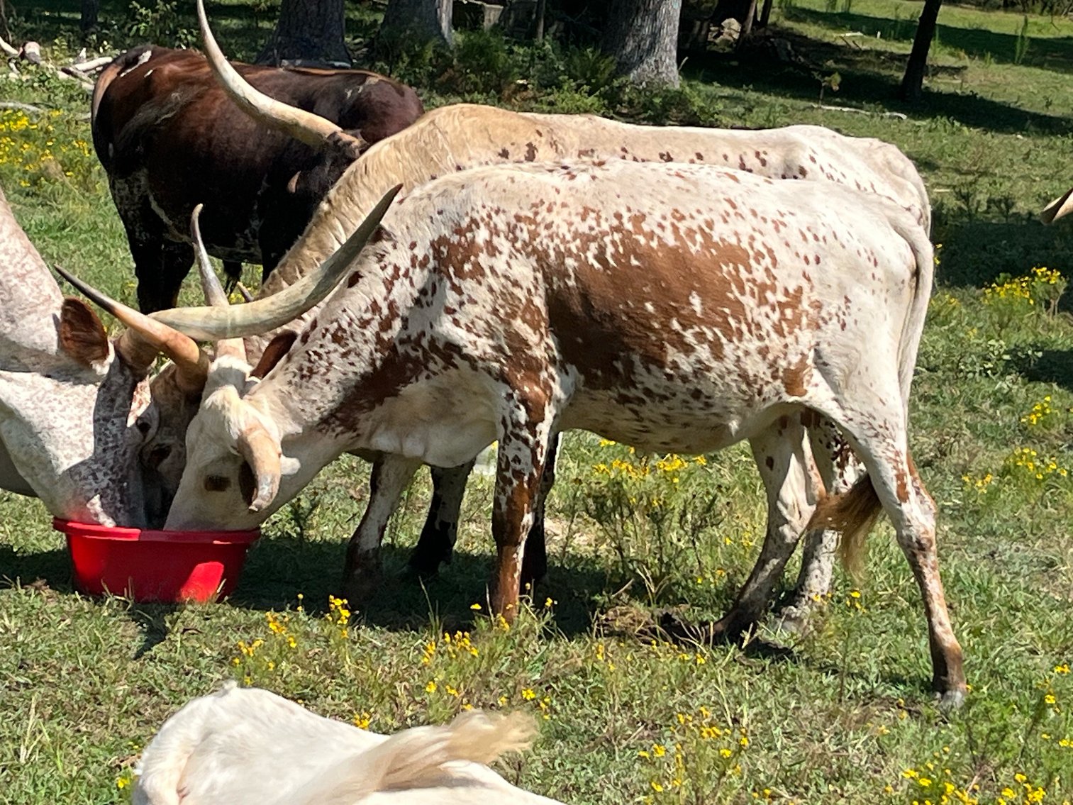 Image for Complete Cattle Dispersal - Sam Daneil - Fox Run Farm