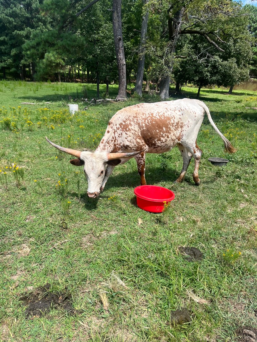 Image for Complete Cattle Dispersal - Sam Daneil - Fox Run Farm