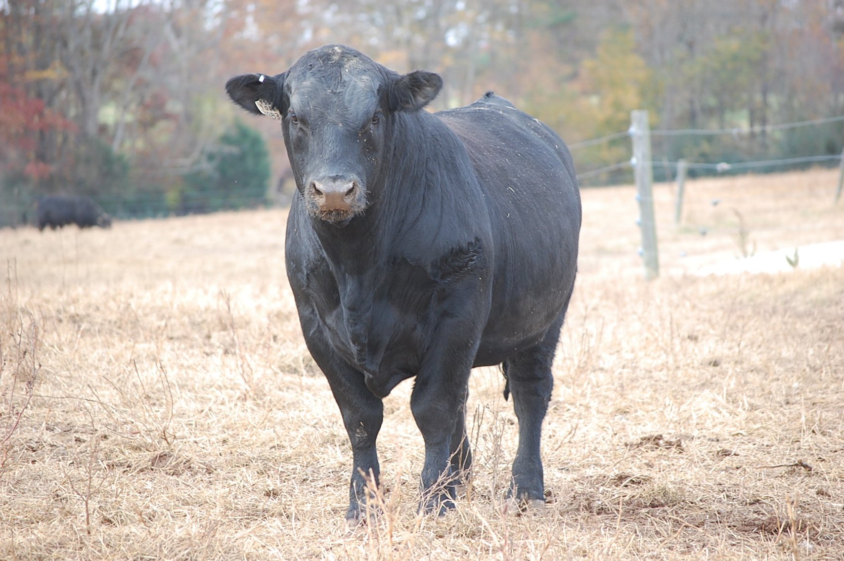 Image for Springfield Angus Bull Sale