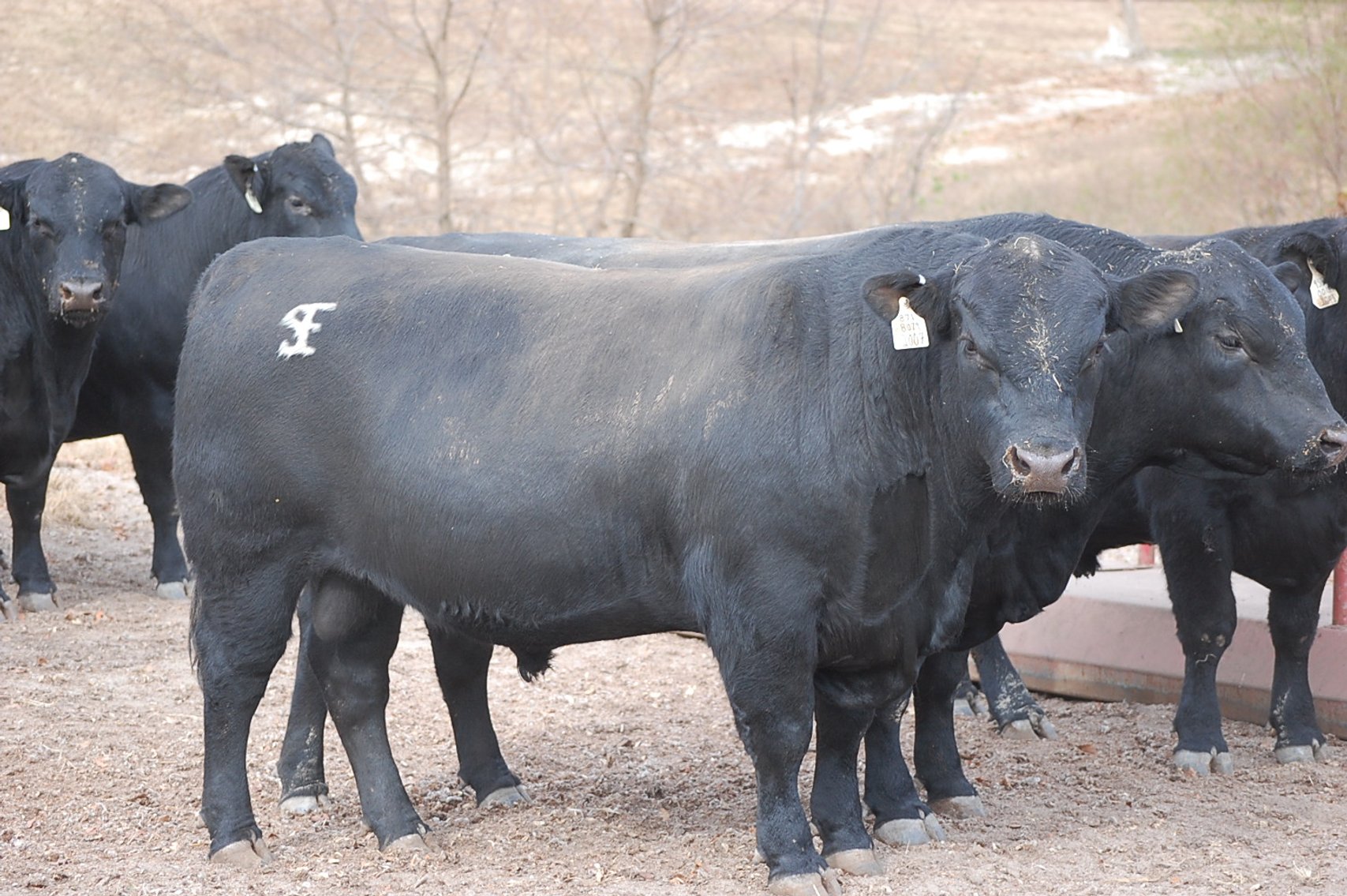 Image for Springfield Angus Bull Sale