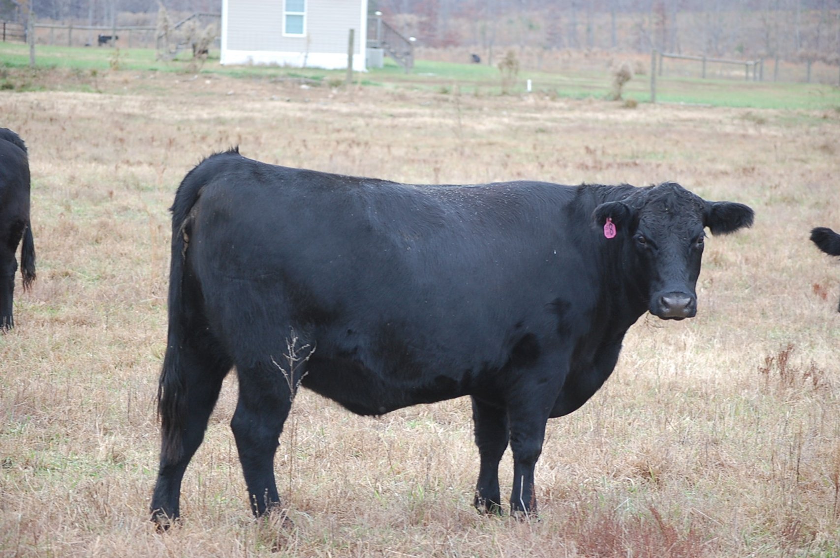 Image for Cattle Auction