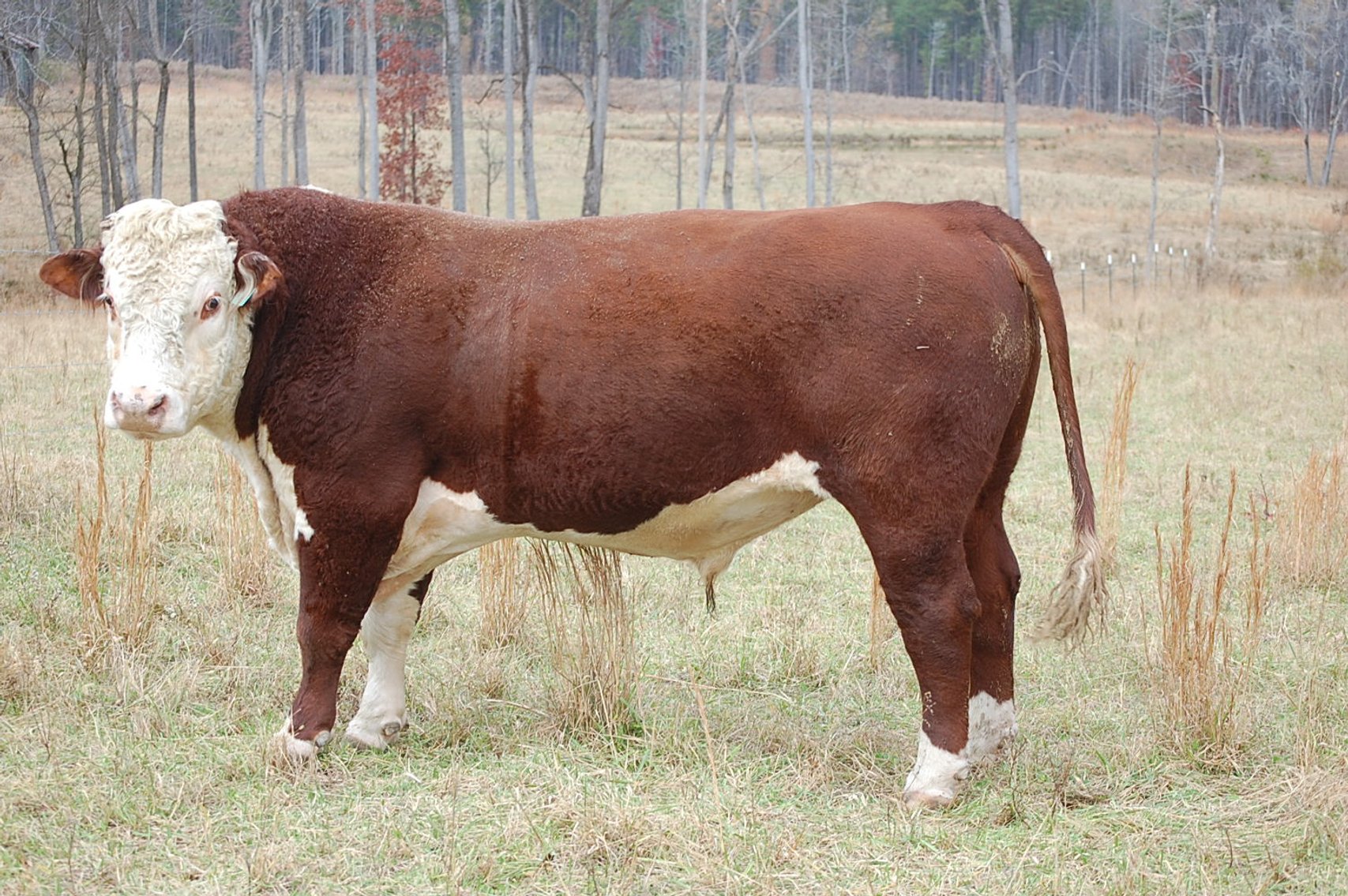 Image for Cattle Auction