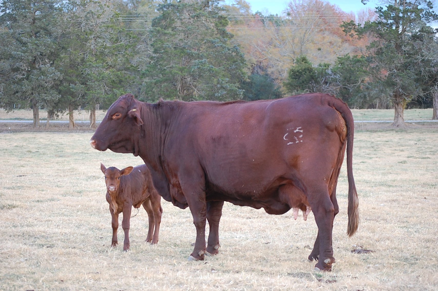 Image for Cattle Auction
