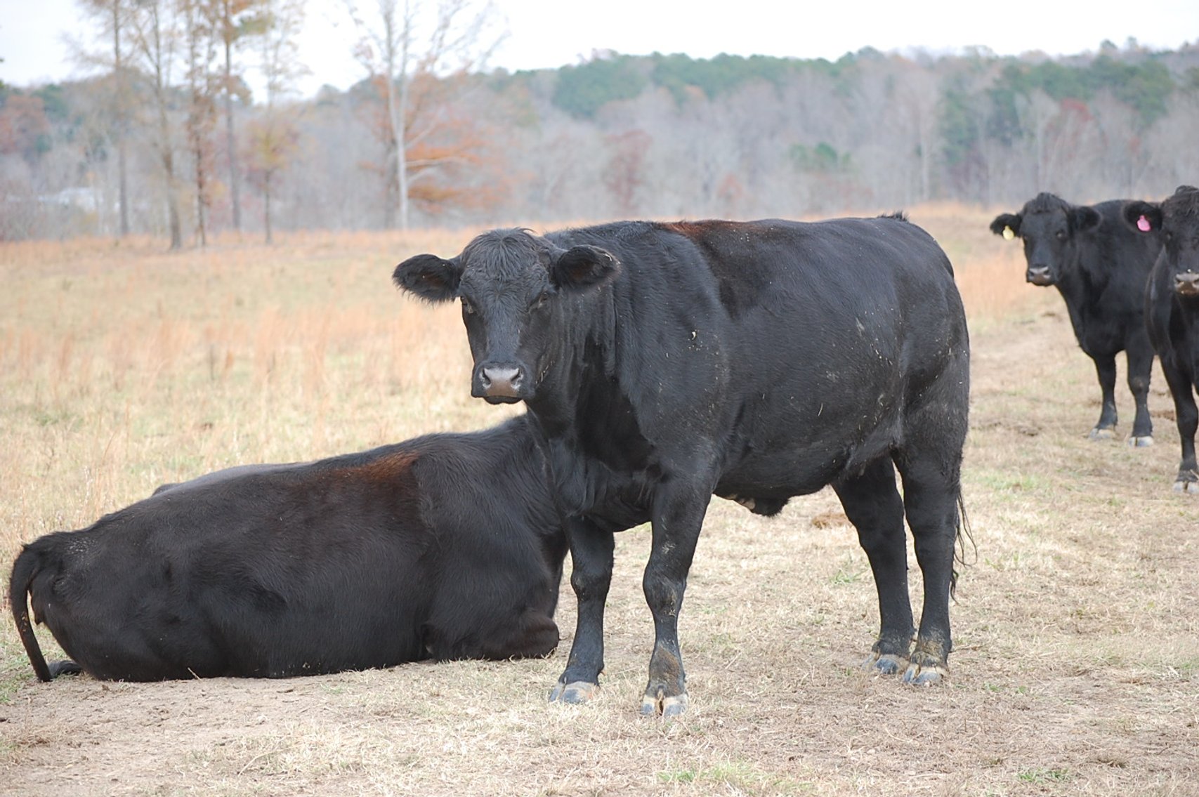 Image for Cattle Auction