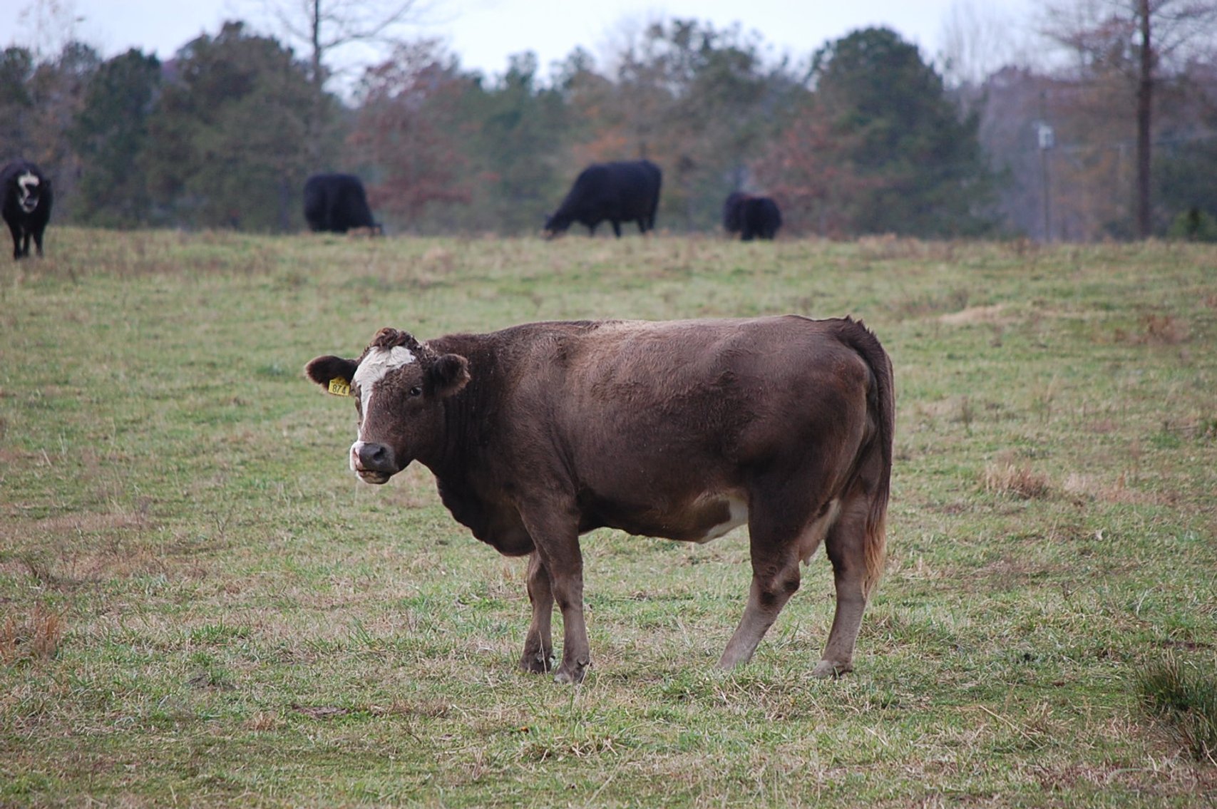 Image for Cattle Auction
