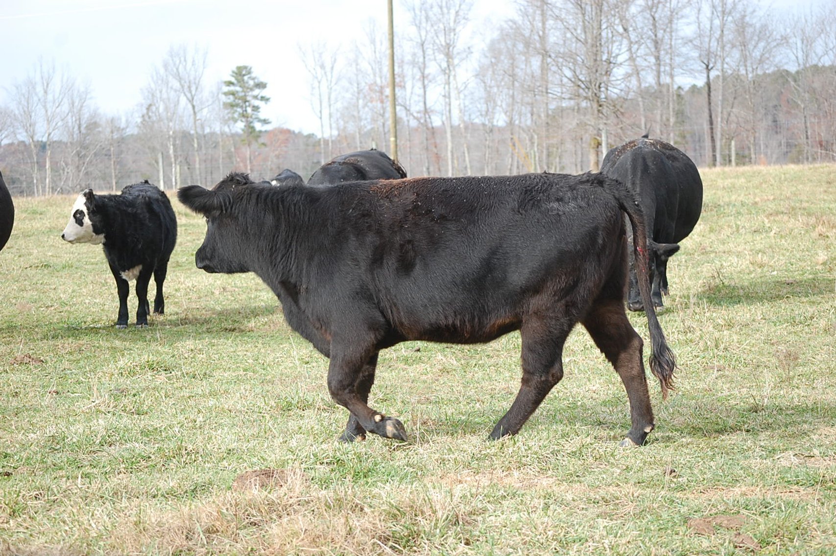 Image for Cattle Auction
