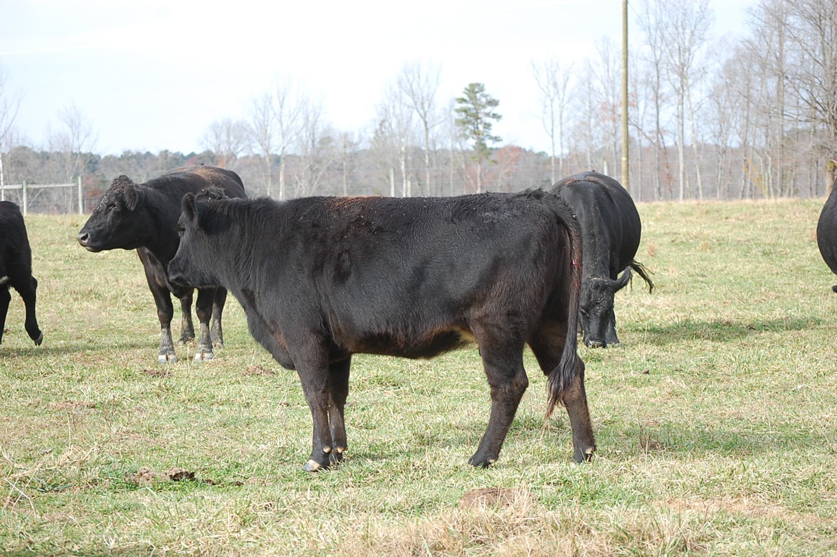 Image for Cattle Auction