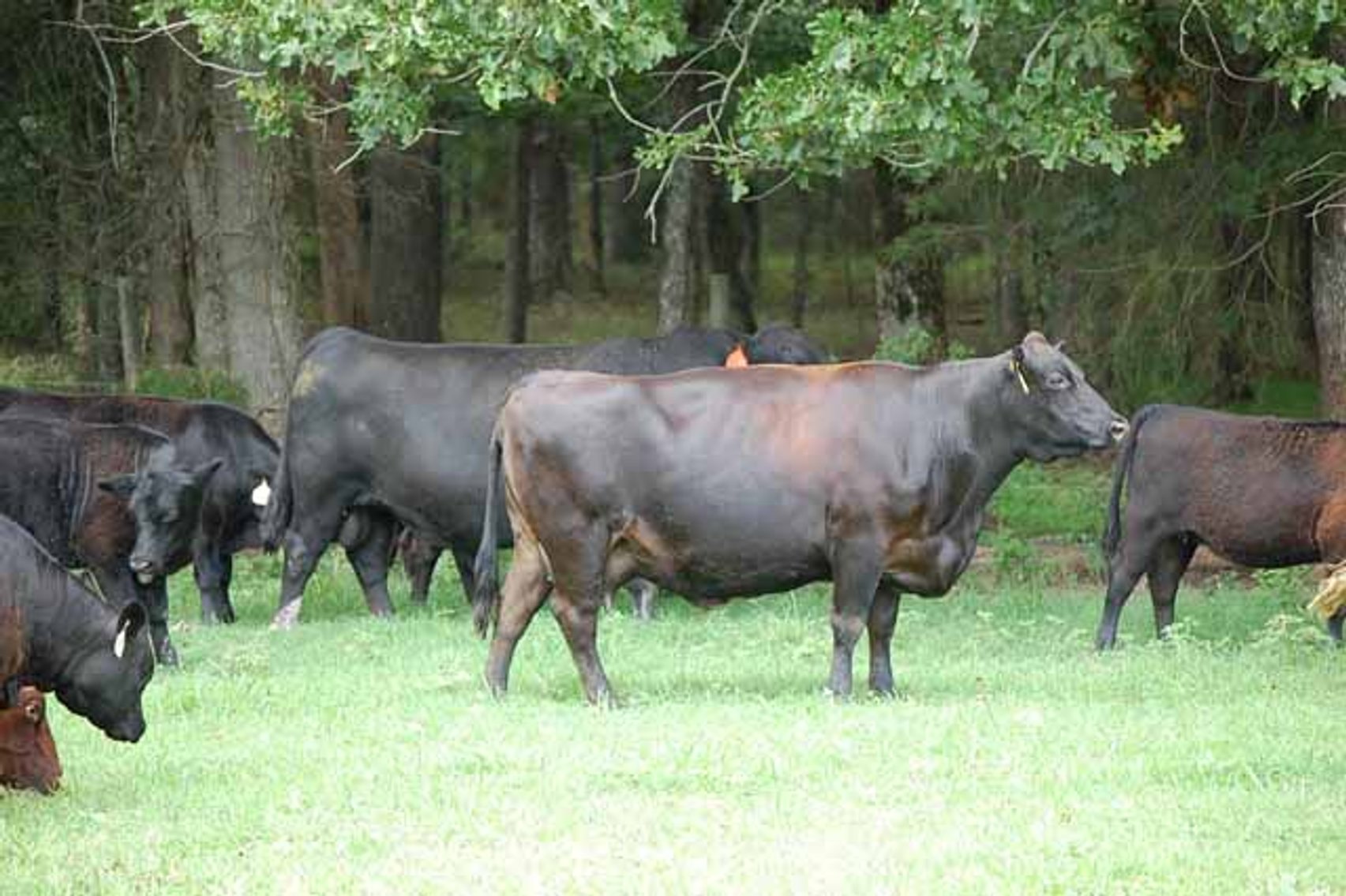 Image for Cattle Auction - October 12