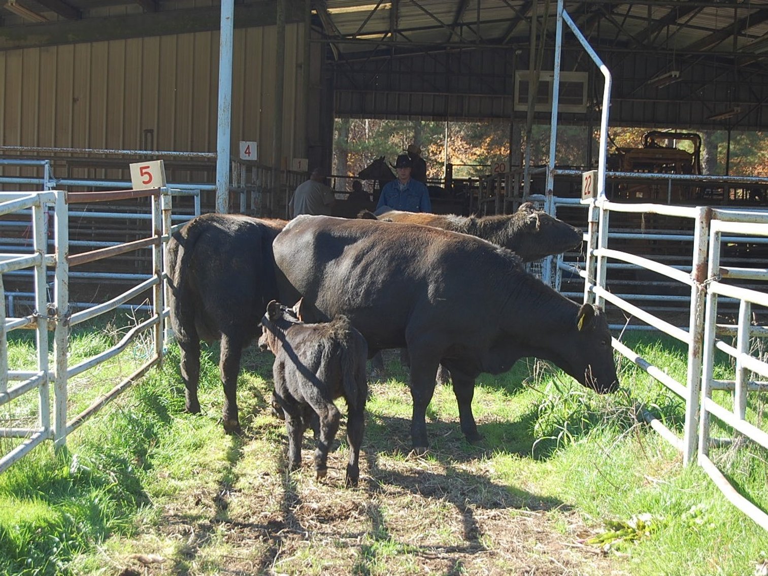 Image for E.B. & Shane Harris 24th Annual Influence Commercial Female & Bull Sale