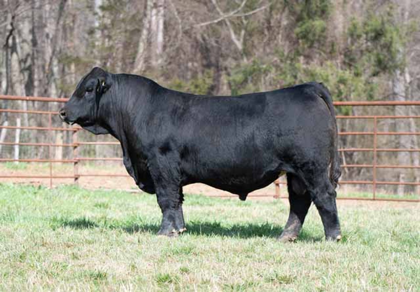 Image for Green Hills Cattle Co. & Hope Cattle Service