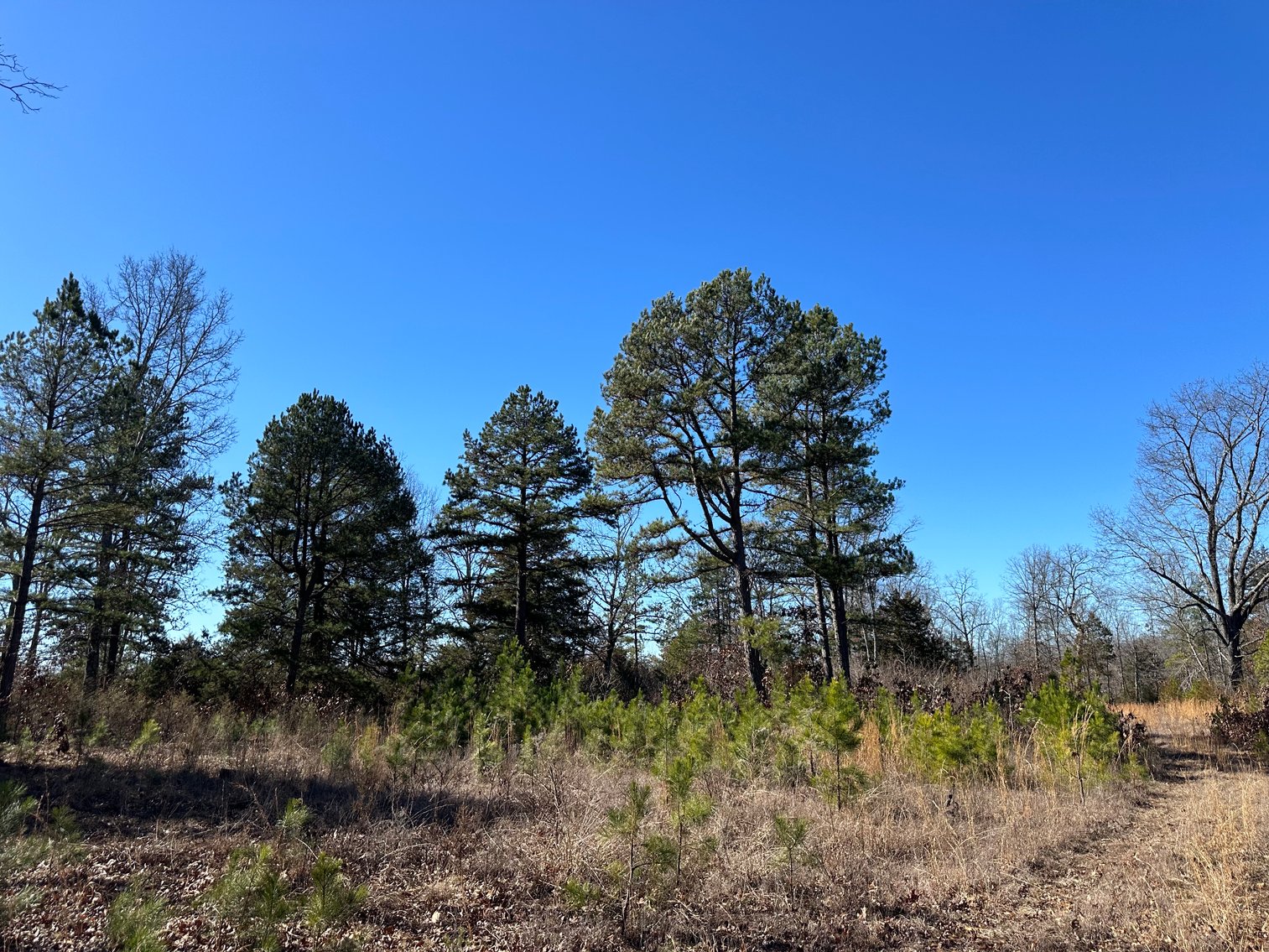 Image for Callahan Land Auction