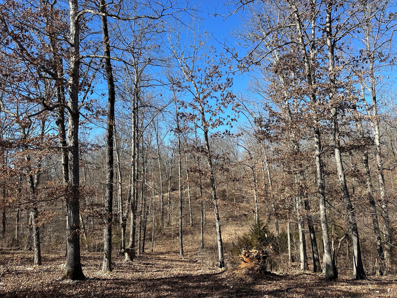 Image for Callahan Land Auction