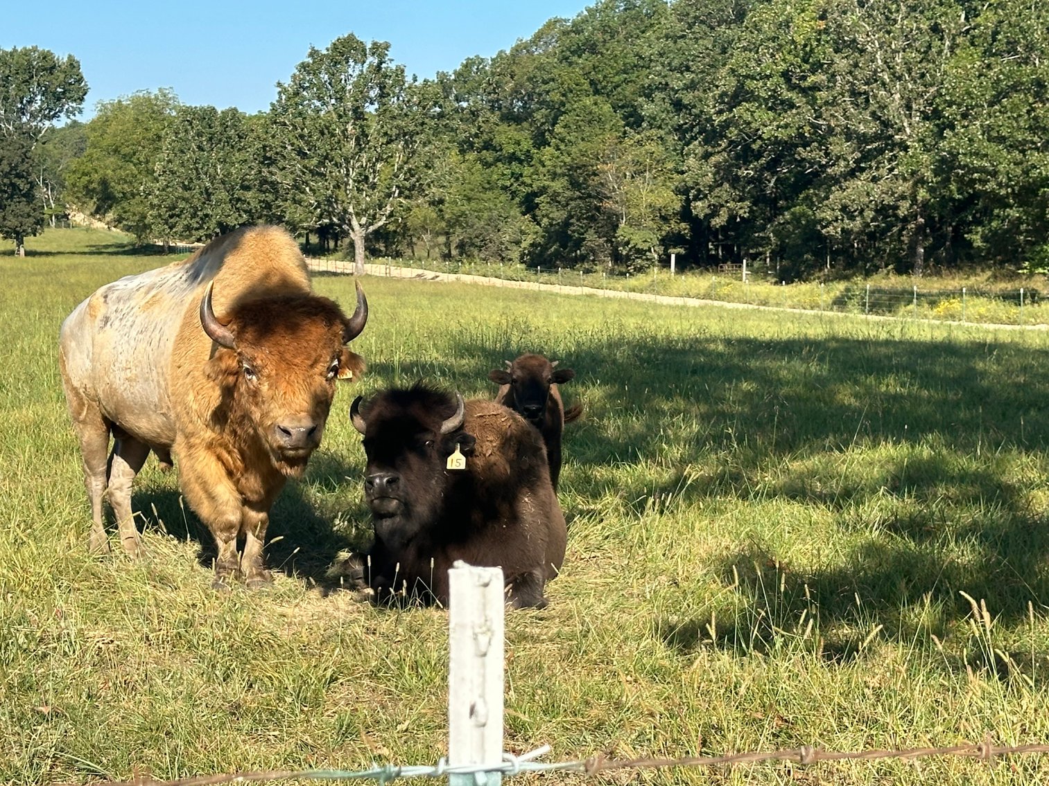 Image for Windhaven Public Farm Auction