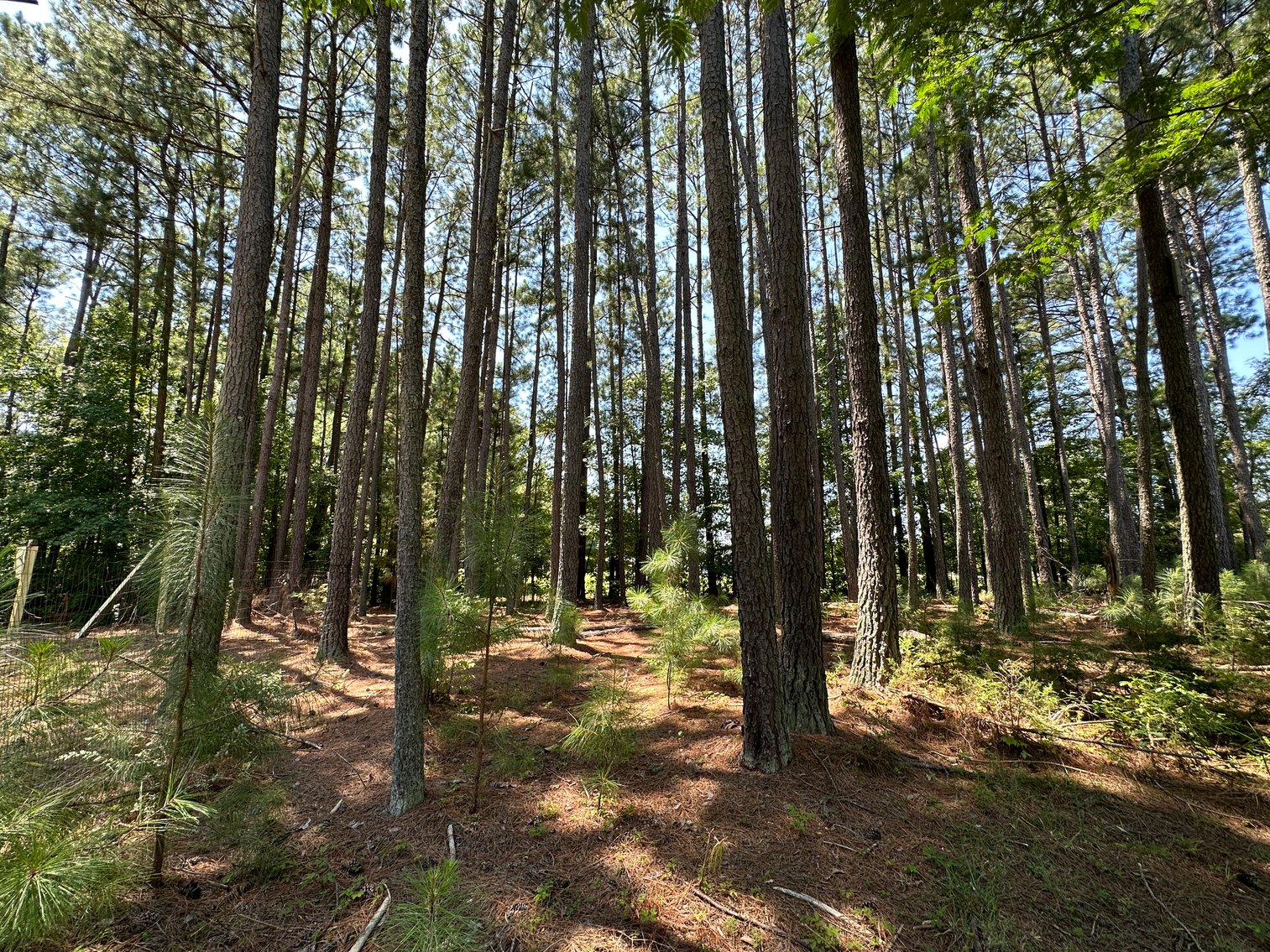 Image for Renovated Log Cabin on 3.2 Acres, 15 Minutes from Lake Gaston