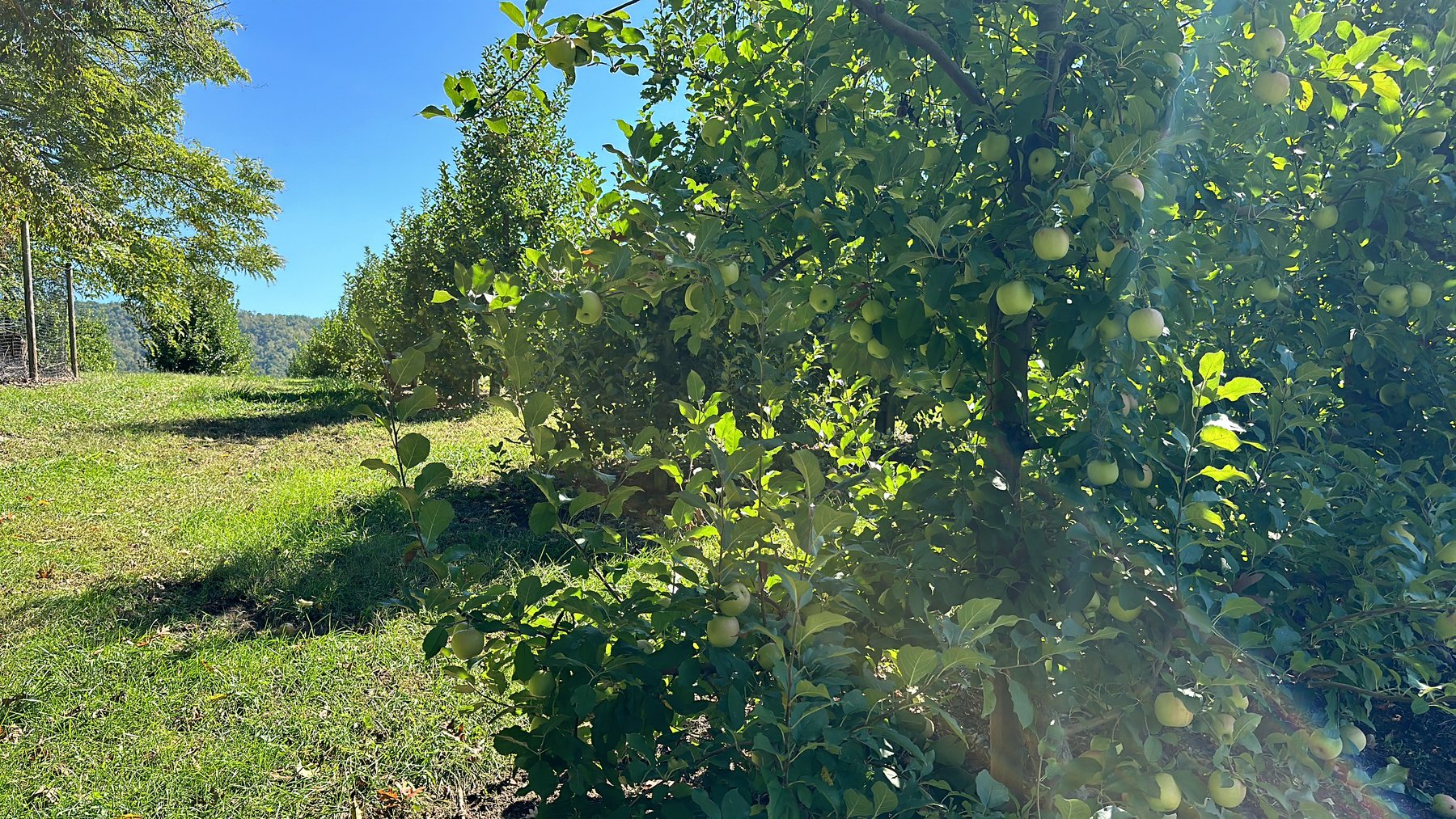 Image for 33.25 Acres with 5 Division Rights in Albemarle County. 5885 Brush Mountain Trl