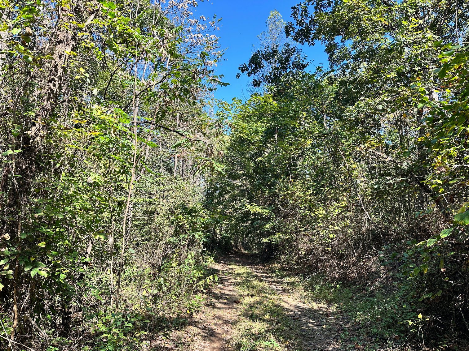 Image for 33.25 Acres with 5 Division Rights in Albemarle County. 5885 Brush Mountain Trl