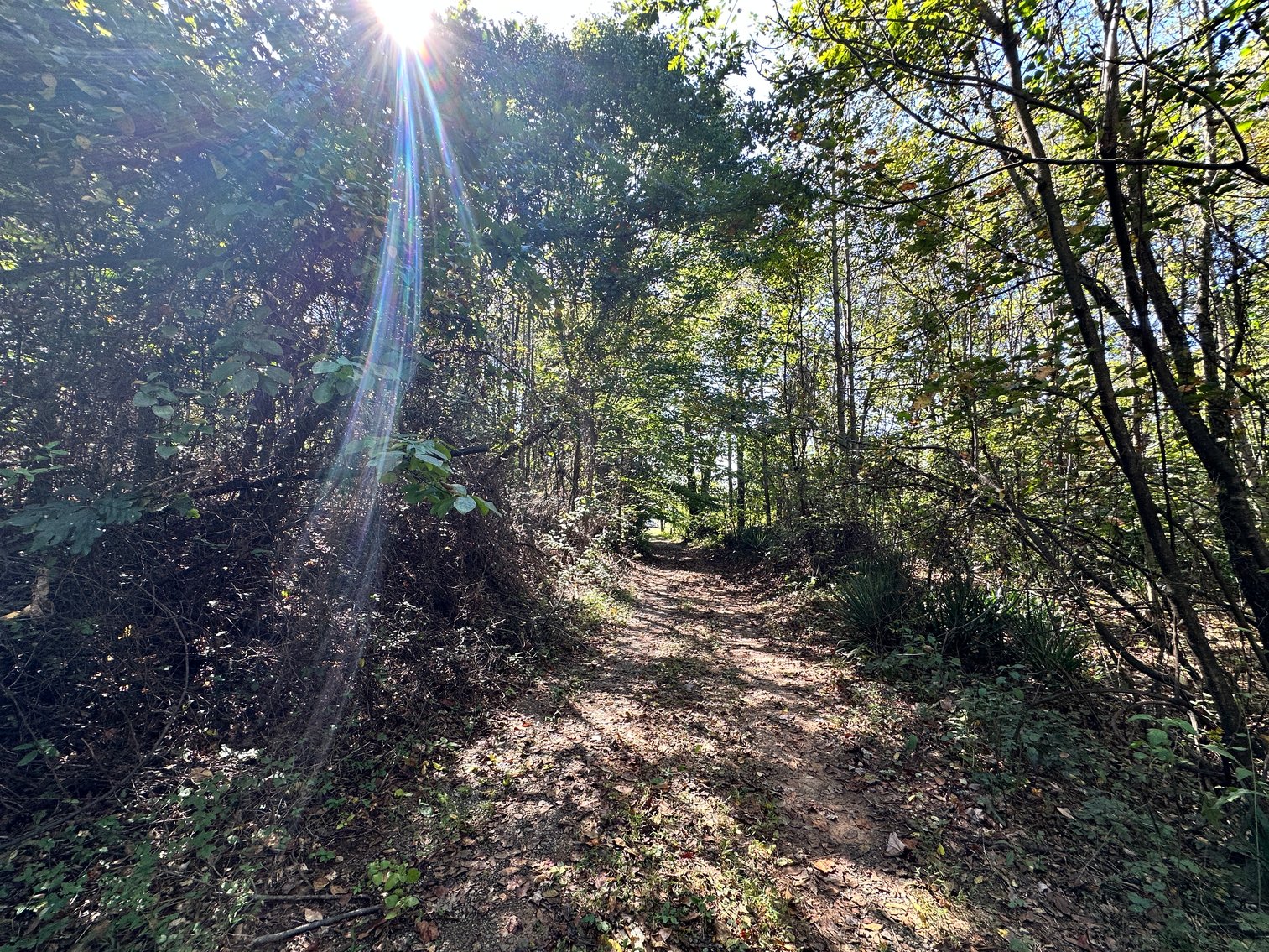 Image for 33.25 Acres with 5 Division Rights in Albemarle County. 5885 Brush Mountain Trl