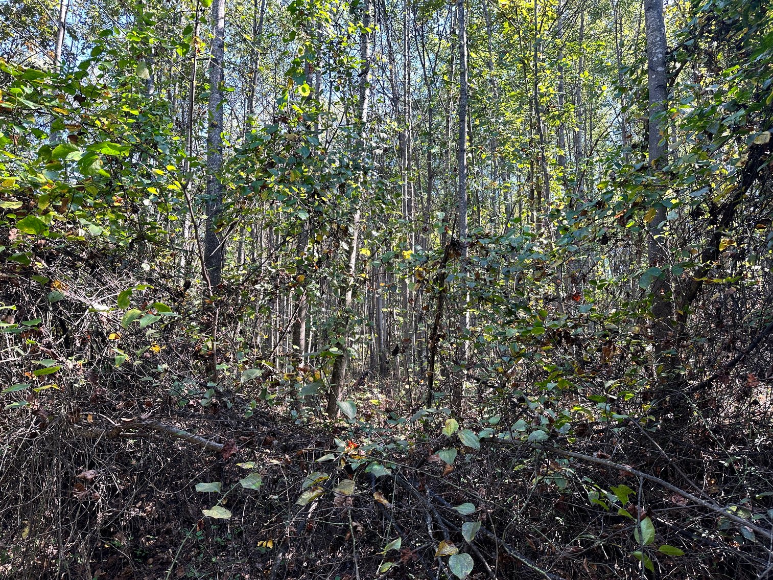Image for 33.25 Acres with 5 Division Rights in Albemarle County. 5885 Brush Mountain Trl