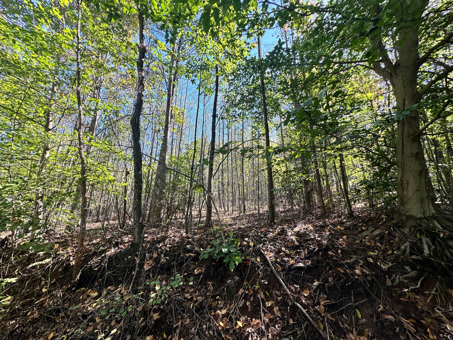 Image for 33.25 Acres with 5 Division Rights in Albemarle County. 5885 Brush Mountain Trl